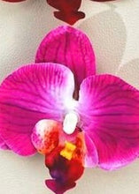 Load image into Gallery viewer, Flower Clips
